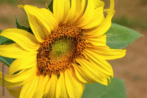 Fototapeta Sunflowers and bees are protocooperation. Which is the coexistence of two living things that benefit each other: bees get food, sunflowers get pollination.