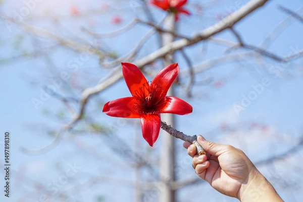 Fototapeta Hand holding a flowering branch of a red cotton tree. Blossoms at the ends of the branches. The single flowers are large and clustered in red and orange.