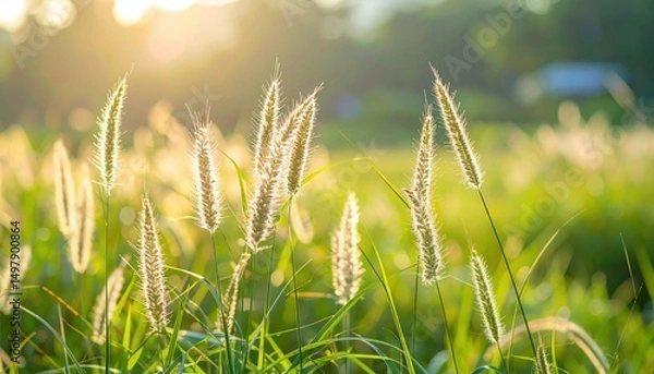 Obraz Serene Moment of Sighing Wind Through Tall Grass at Sunset