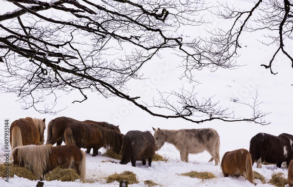 Fototapeta Horses Grazing on Snow-Covered Field Under Winter Trees