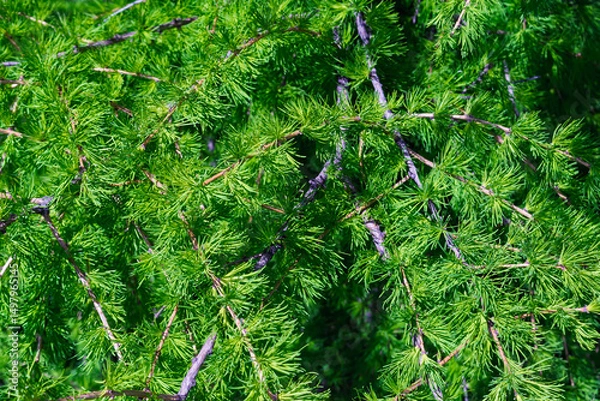Fototapeta Young spring branches of larch