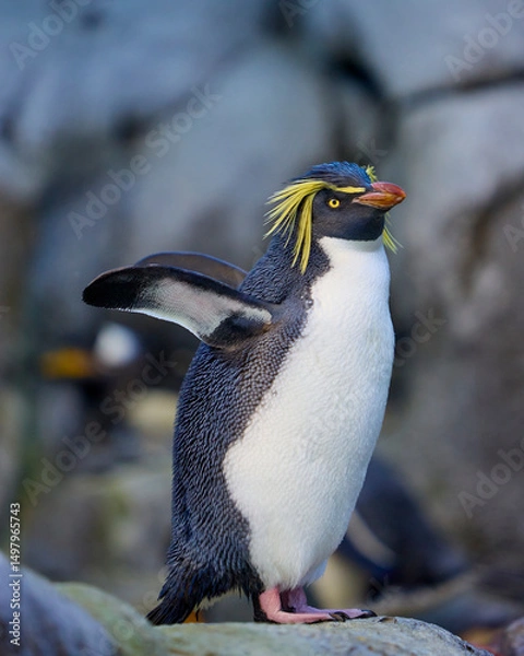 Obraz Cute macaroni penguin 
