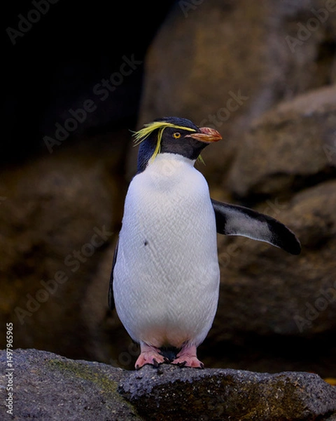 Obraz Macaroni penguin 