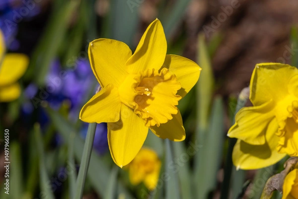 Fototapeta A closeup of a vibrant daffodil flower in full bloom at springtime