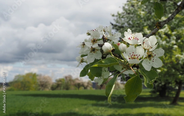 Fototapeta Birnbaumblüte