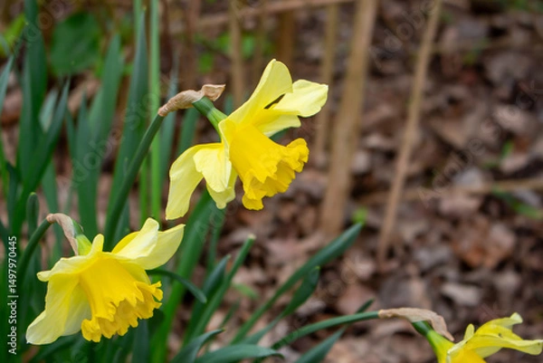 Fototapeta Beautiful yellow Daffodil flowers blooming in a spring garden