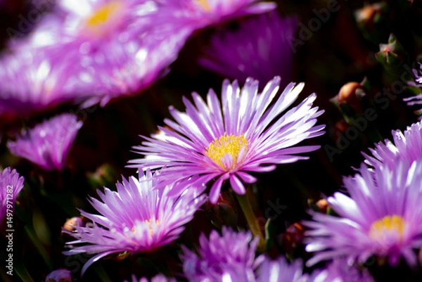 Obraz small fuchsia daisies in full sun in spring