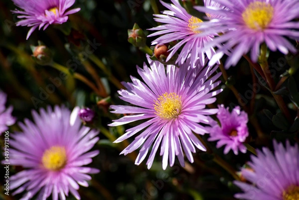 Fototapeta small fuchsia daisies in full sun in spring