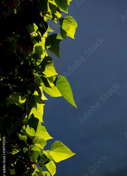 Obraz Ivy leaves climbing on a wall backlit
