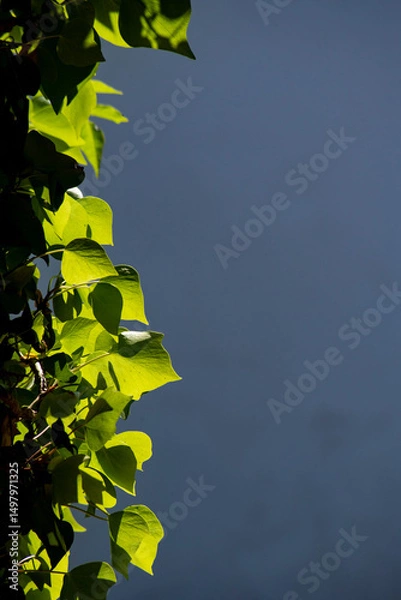 Obraz Ivy leaves climbing on a wall backlit