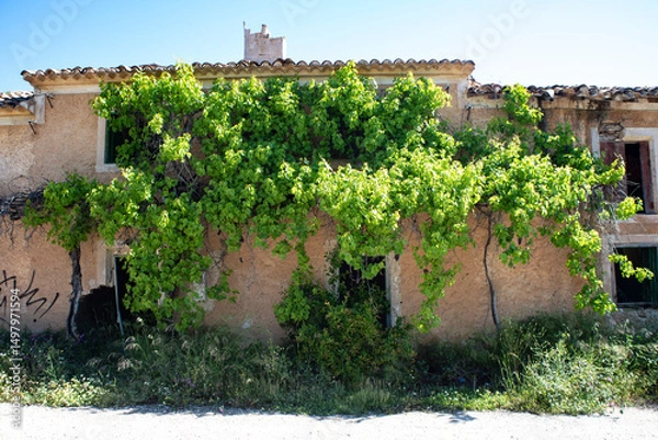 Obraz Abandoned houses in ruins devoured by vegetation and nature