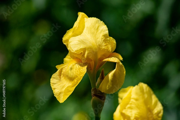 Obraz Yellow lily flower in spring