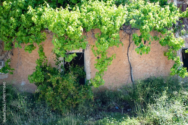 Fototapeta Abandoned houses in ruins devoured by vegetation and nature