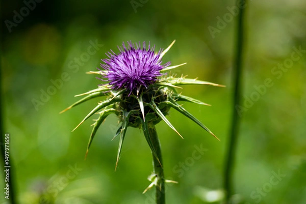 Obraz Thistle flowers in the Spanish countryside in spring