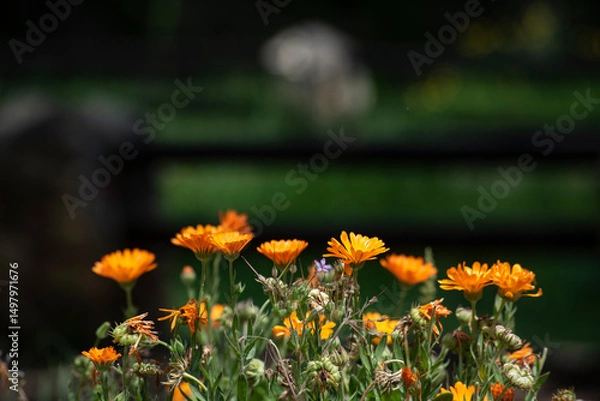 Obraz Calendula flowers in spring in the Spanish countryside