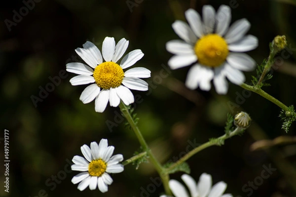 Obraz Daisies in the Mediterranean countryside in Spain