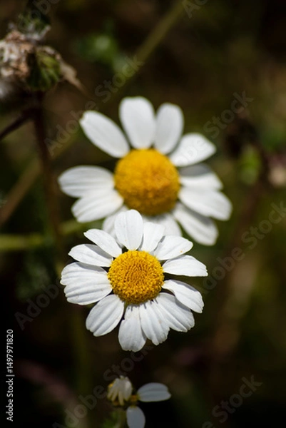 Obraz Daisies in the Mediterranean countryside in Spain