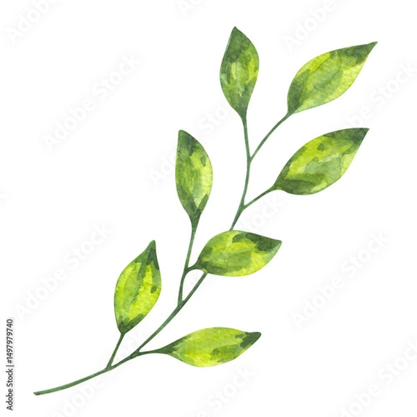 Obraz Abstract twig with green leaves. Beautiful gentle clipart. Hand drawn watercolor illustration on white background. Element for wedding invitation, save the date, greeting design