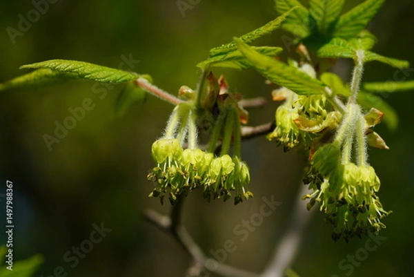 Fototapeta Nikko maple, Acer nikoense, close-up of the blossoms of the Acer Maximowiczianum tree in spring. Hanover, Lower Saxony, Germany in May.
