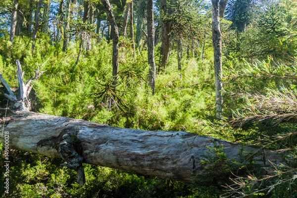 Fototapeta Forest in National Park Herquehue, Chile
