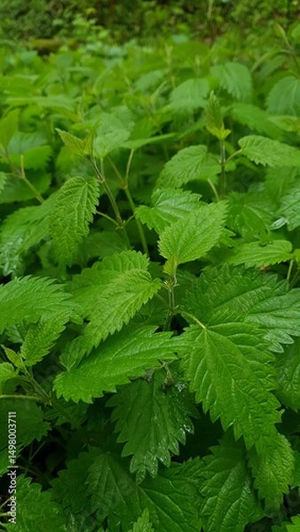 Fototapeta Closeup thicket of stinging nettle medicinal plant with fresh green leaves wet after rain and covered with water drops in spring forest at rainy day. Springtime natural background from lush foliage.