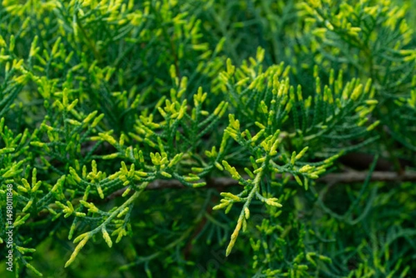 Obraz Young green with yellow tops twigs of Juniperus pfitzeriana or Juniperus media Old Gold. Beautiful close-up of juniper twigs for any design. Selective focus