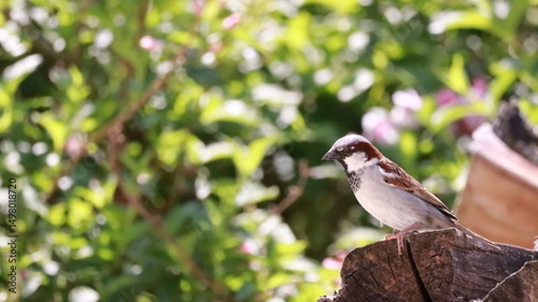 Obraz Sparrow on stacked firewood