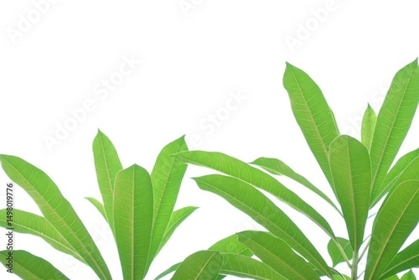 Obraz A tropical tree leaf with branches on white isolated background for green foliage backdrop 