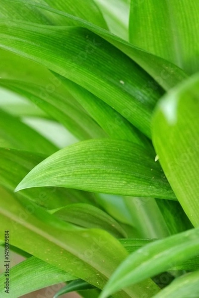 Obraz Tropical plant leaves growing in botanical garden with green color pattern and dark light background 