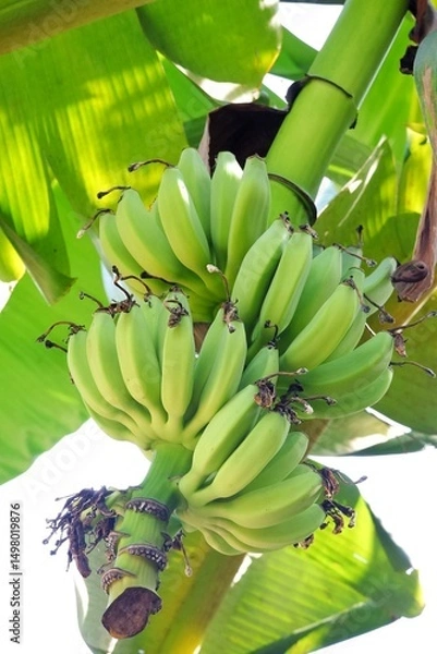 Obraz Close up a branch of raw banana fruit hanging from a trunk tree with green leaves top view