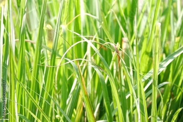 Obraz In selective of a lemongrass leaf with sunlight