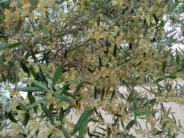 Obraz un bel olivier en fleurs
