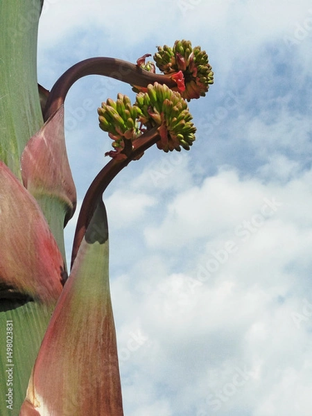 Obraz hampe florale de l agave d'Amérique