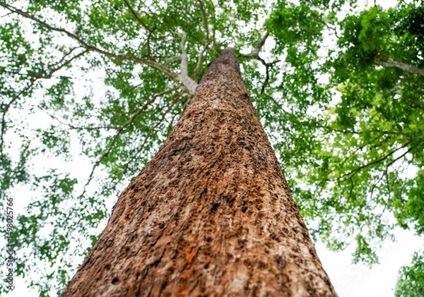 Obraz Looking up to the big and tall tropical tree trunk with green leaves of rainforest trees. From down to the treetop.Look at the tree from below for environment protection, environment friendly concept.