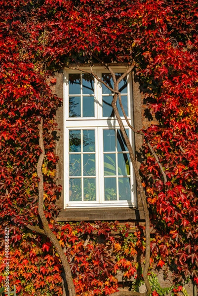 Obraz Window Framed by Vibrant Red Ivy on a Brick Wall