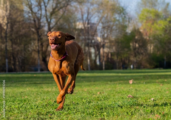 Obraz A ungarian magyar vizsla dog in motion isolated closeup in jena