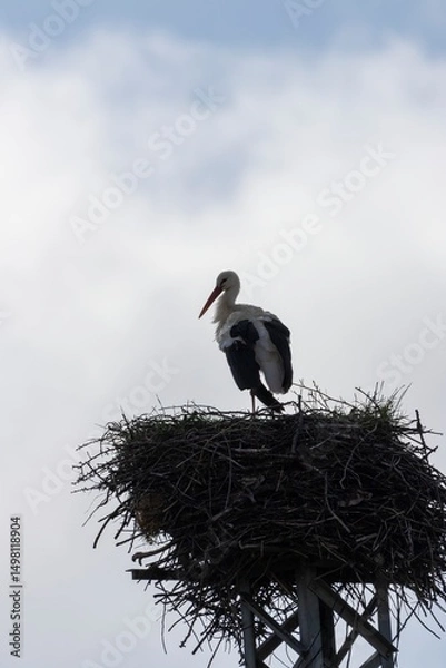 Fototapeta Vertical backlit close-up of a White Stork (Ciconia ciconia) on nest atop metal tower, with blurred blue sky and soft white clouds. Arrocampo, Spain.