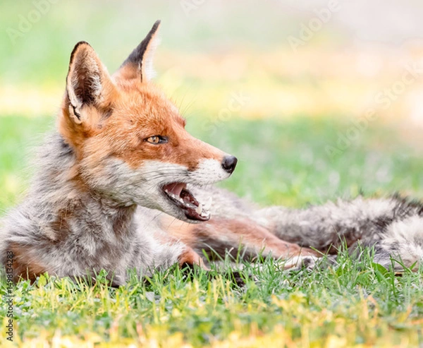 Obraz red fox in the grass