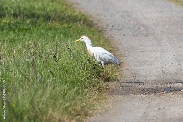 Fototapeta Close-up of a Cattle Egret (Bubulcus ibis) walking from a sandy path into green-yellow grass. Horizontal shot at Arrocampo Bird Park, Extremadura, Spain.