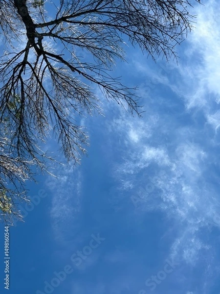 Fototapeta Leafless tree branches against clear blue sky