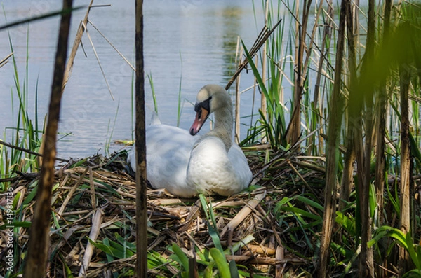 Fototapeta Swan incubates eggs in the nest