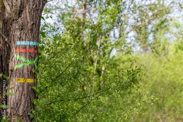 Fototapeta Blue, red, green and yellow markup of a hiking itinerary on a trunk in the countryside. Itineraries in France, repere excursion marking.