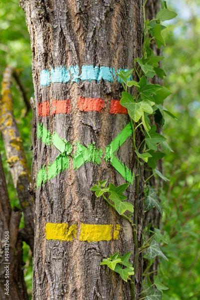 Fototapeta Blue, red, green and yellow markup of a hiking itinerary on a trunk in the countryside. Itineraries in France, repere excursion marking.