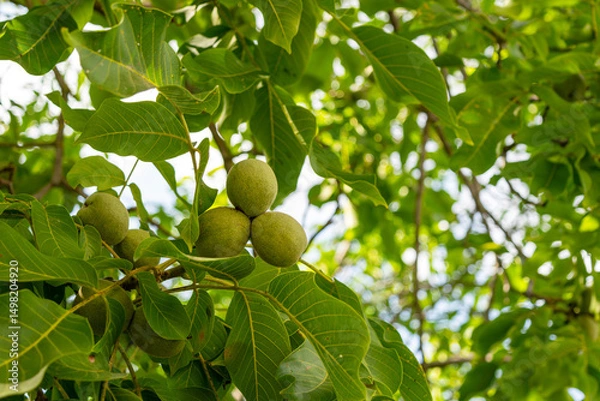Fototapeta Group of young green walnuts growing on the tree during summer