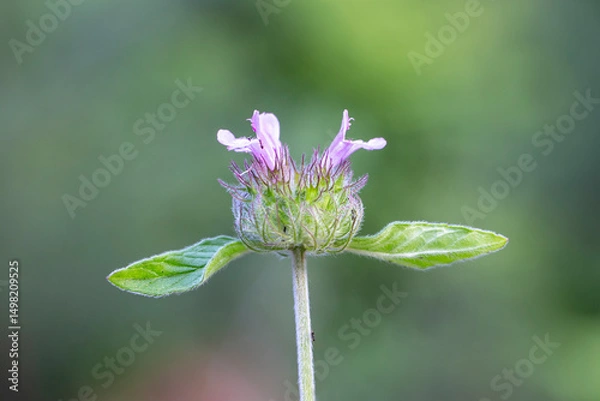 Fototapeta Wild basil flower in bloom. Pink flower isolated in nature background. Copy space. Clinopodium vulgare.