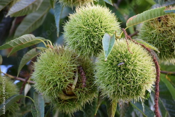 Obraz 実ってきた栗のイガ