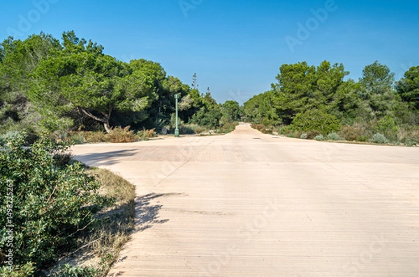 Fototapeta Path in a pine forest in the Albufera Natural Park, Valencia, Spain