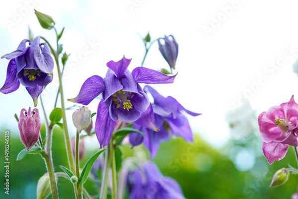 Obraz Beautiful purple and pink columbine flowers. Foral background with bokeh spots.