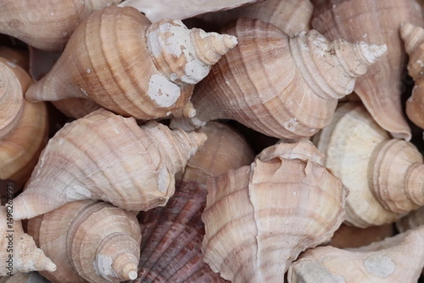 Fototapeta 貝殻
