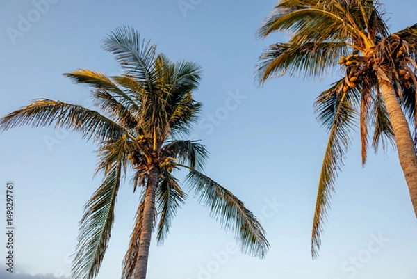 Fototapeta coconut palm tree